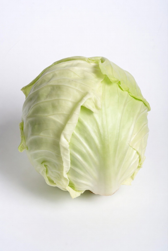 fresh cabbage vegetable